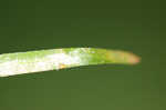 Brazilian waterweed